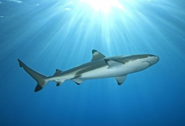 “Ekspertlər: COVID-19 vaksinindən ötrü 500 min köpəkbalığı öldürülə bilər