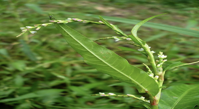 Su- bataqlıq bitkiliyinin bəzi dərman əhəmiyyətli bitkilərinin müalicəvi xüsusiyyətləri.