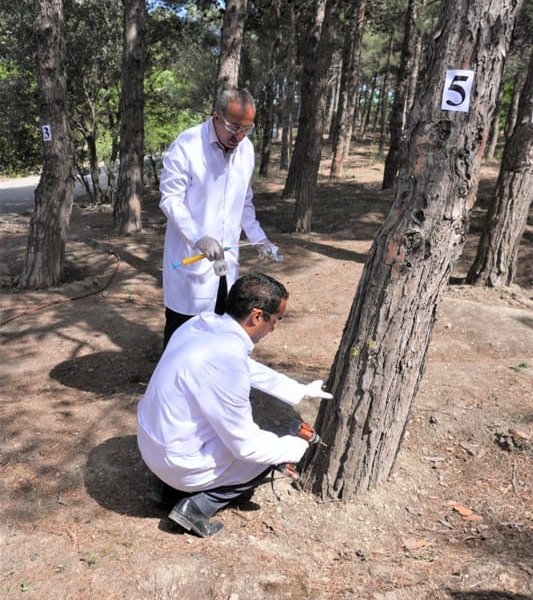 “Paytaxtda şam ağaclarının müalicəsi aparılır