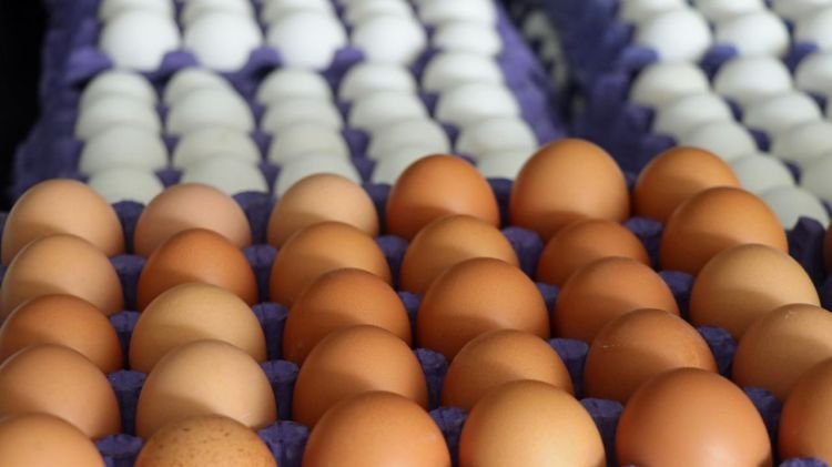 “Azərbaycandan Rusiyaya 25,3 milyon yumurta ixrac edilib