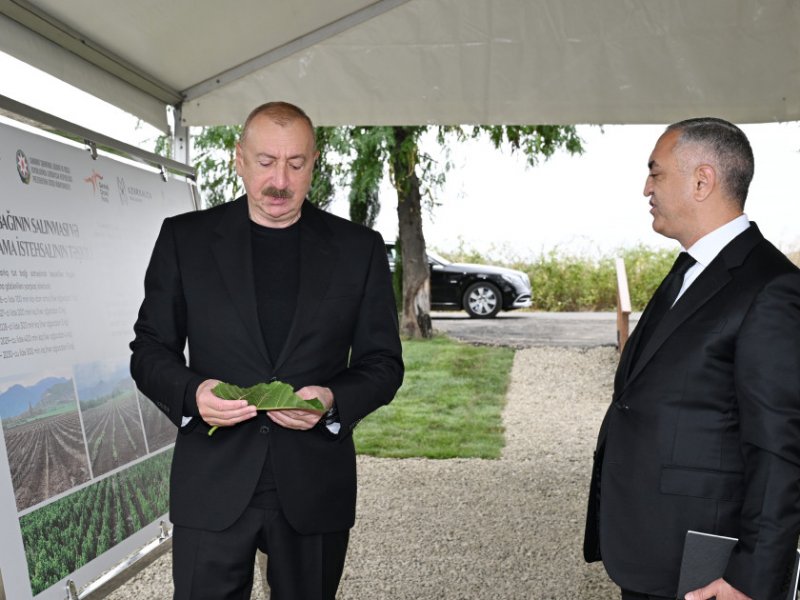 Prezident İlham Əliyev Xocalının Daşbulaq kəndində tut bağında görülmüş işlərlə tanış olub