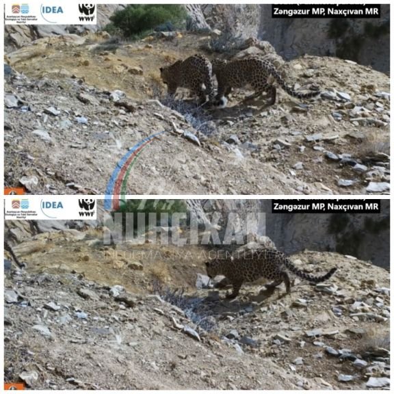 Zəngəzur Milli Parkında bəbir və iki balası görüntülənib