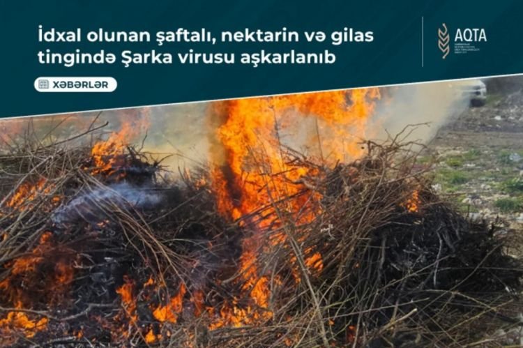 Türkiyədən Azərbaycana gətirilən şaftalı, nektarin, gilasda Şarka virusu aşkarlanıb
